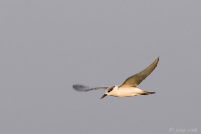 Whiskered Tern - Witwangstern - Chlidonias hybrida