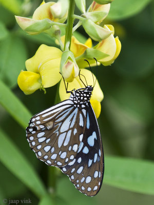 Blue Tiger butterfly - Tirumala limniace