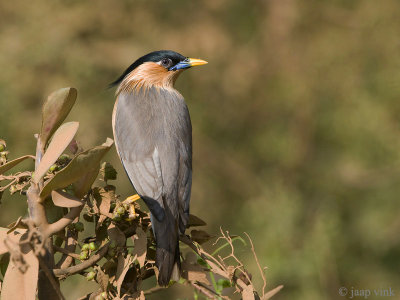 Brahminy Starling - Pagodespreeuw - Sturnia pagodarum