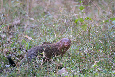 Ruddy Mongoose - Rode Mangoest - Herpestes smithii