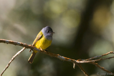 Grey-headed Canary-flycatcher - Grijskopvliegenvanger - Culicicapa ceylonensis