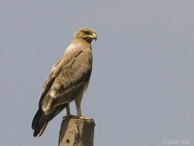 Indian Spotted Eagle - Indische Schreeuwarend - Clanga hastata