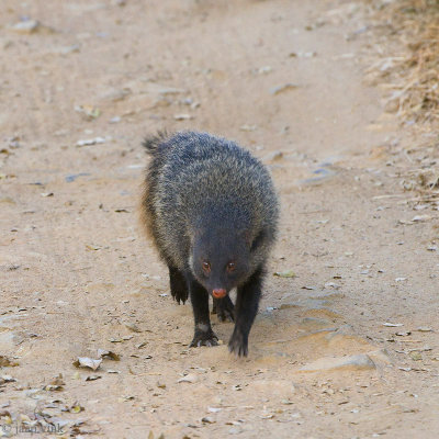 Stripe-necked Mongoose - Streepnekmangoest - Herpestes vitticollis