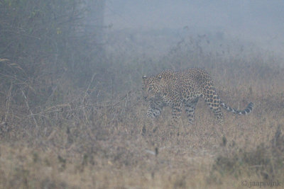 Leopard - Luipaard - Panthera pardus