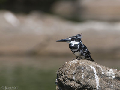 Pied Kingfisher - Bonte IJsvogel - Ceryle rudis