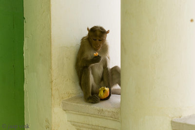 Bonnet Macaque - Indische Kroonaap - Macaca radiata