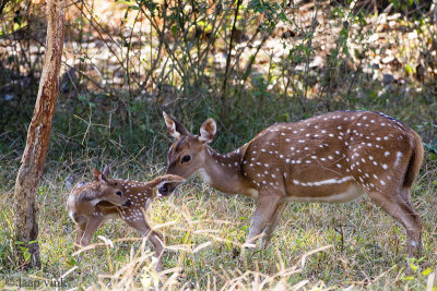 Spotted Deer - Axis Hert - Axis axis
