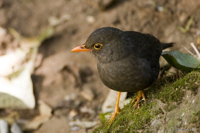 Indian Blackbird - Indische Merel - Turdus simillimus