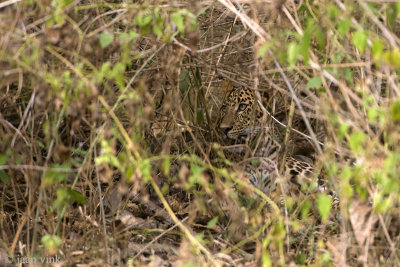 Leopard - Luipaard - Panthera pardus