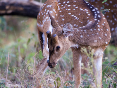 Spotted Deer - Axis Hert - Axis axis