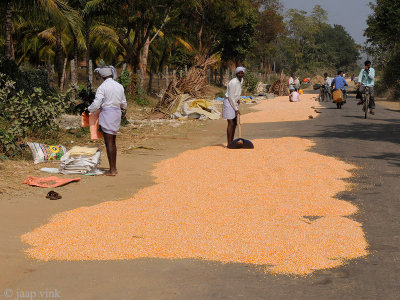 Farmers drying corn on the road