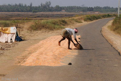 Farmer drying corn on the road