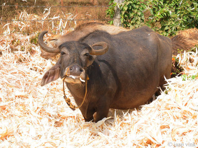 Cow enjoying corn waste