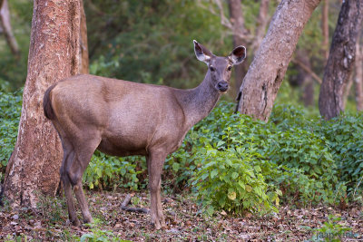 Sambar - Sambar - Rusa unicolor