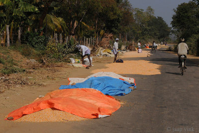 Farmers drying corn on the road