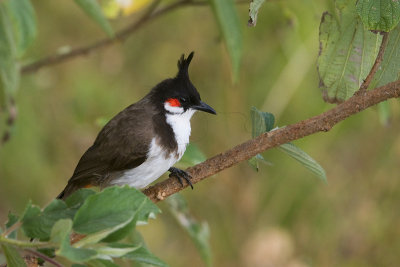 Red-whiskered Bulbul - Roodoorbuulbuul - Pycnonotus jocosus