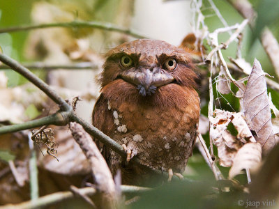 Sri Lanka Frogmouth - Ceylonkikkerbek - Batrachostomus moniliger