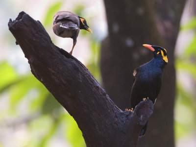Southern Hill Myna - Indiase Beo - Gracula indica