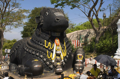 Giant Nandi Bull