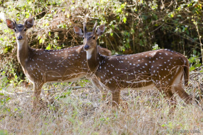 Spotted Deer - Axis Hert - Axis axis