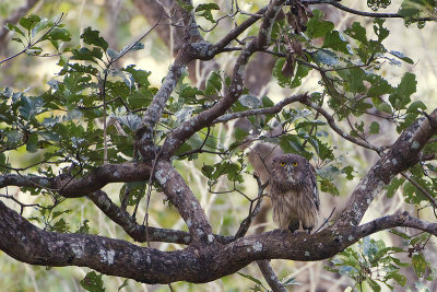 Brown Fish Owl - Bruine Visuil - Ketupa zeylonensis