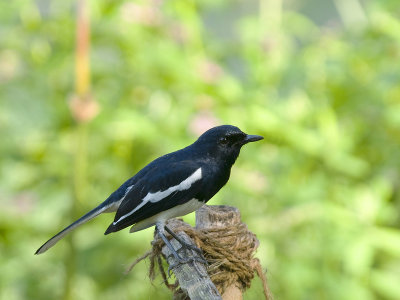 Oriental Magpie-Robin - Dayallijster - Copsychus saularis