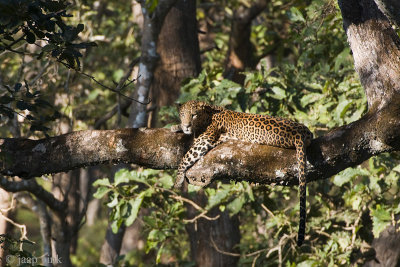 Leopard - Luipaard - Panthera pardus