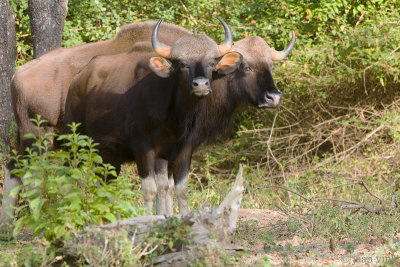 Gaur - Gaur - Bos gaurus