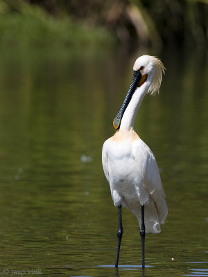 Eurasian Spoonbill - Lepelaar - Platalea leucorodia