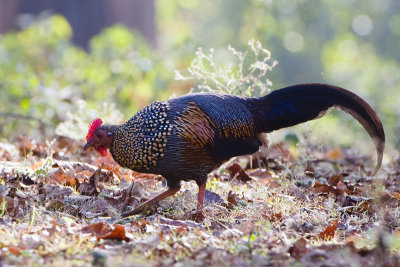 Grey Junglefowl - Sonnerathoen - Gallus sonneratii