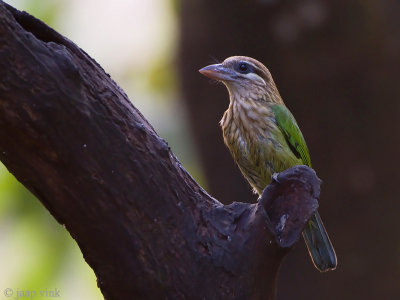 White-cheeked Barbet - Groene Baardvogel - Megalaima viridis