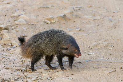 Stripe-necked Mongoose - Streepnekmangoest - Herpestes vitticollis