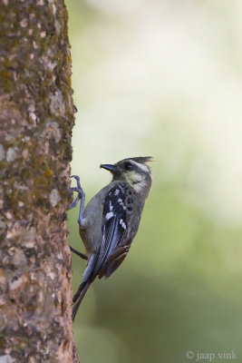 Indian Black-lored Tit - Indiase Kroonmees - Machlolopus aplonotus