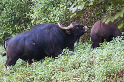 Gaur - Gaur - Bos gaurus