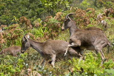 Nilgiri Tahr - Nilgiritahrgeit - Nilgiritragus hylocrius