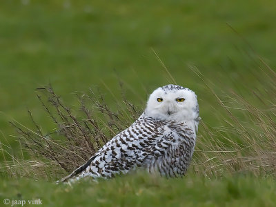 Snowy Owl - Sneeuwuil - Bubo scandiacus