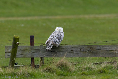 Snowy Owl - Sneeuwuil - Bubo scandiacus