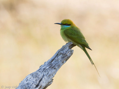 Green Bee-eater - Kleine Groene Bijeneter - Merops orientalis