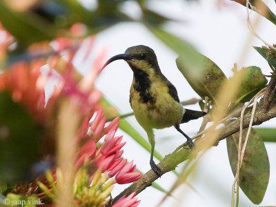 Loten's Sunbird - Lotens Honingzuiger - Cinnyris lotenius