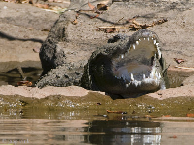 Mugger Crocodile - Moeraskrokodil - Crocodylus palustris