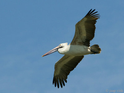 Spot-billed Pelican - Grijze Pelikaan - Pelecanus philippensis