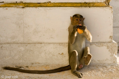 Bonnet Macaque - Indische Kroonaap - Macaca radiata