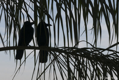 Indian Jungle Crow - Indiase Junglekraai - Corvus culminatus