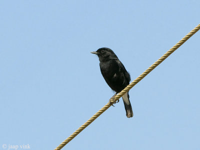 Pied Bush Chat - Zwarte Roodborsttapuit - Saxicola caprata