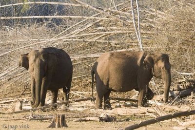 Indian Elephant - Indische Olifant - Elephas maximus indicus