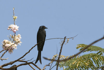 Ashy Drongo - Grijze Drongo - Dicrurus leucophaeus