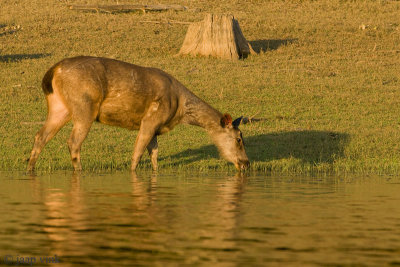Barking Deer - Muntjak - Muntiacus muntjak