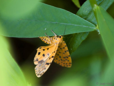 Unidentified Butterfly