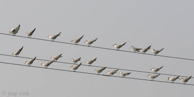 Terns on a wire - Sterns op een draad