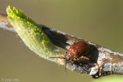 Hawthorn Leaf Beetle - Meidoornhaantje - Lochmaea crataegi